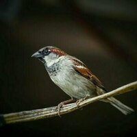 The canary in the concrete jungle: how polluted towns make sparrows frail, anxious and old before their time