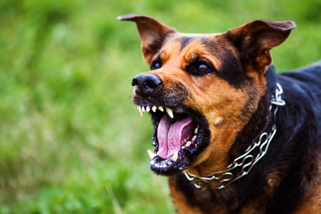 Boy attacked and bitten by dog at Susan J. Wallace Park in Grand Bahama