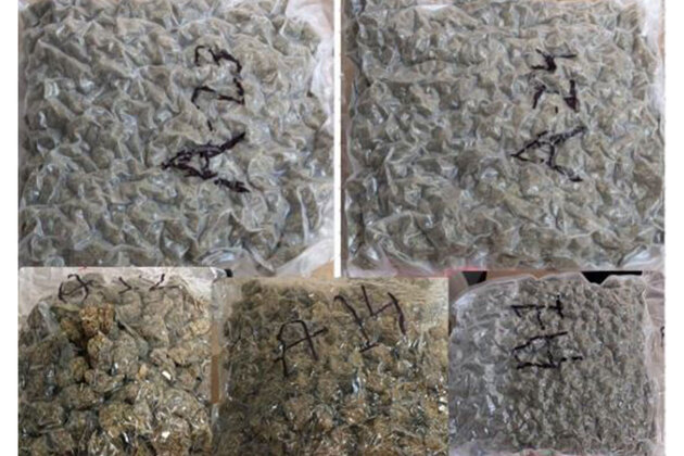 Mumbai Customs seizes hydroponic weed worth over 19 crore in two separate busts