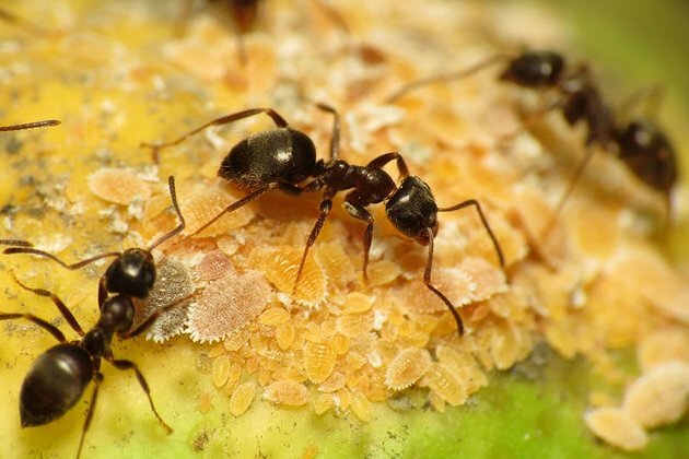 Six amazing facts you need to know about ants