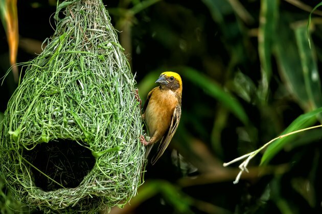 Curious Kids: how do birds make their nests?