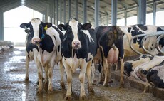 How to treat and diagnose a dairy farm's downer cows