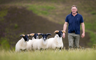 Blackface flock suited to Dumfries hill farm