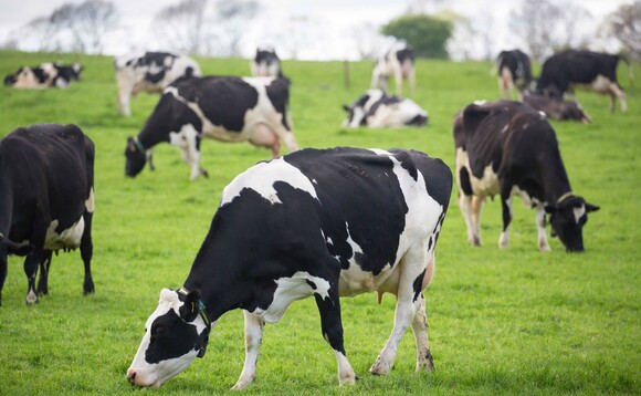 ﻿Dairy special: Different systems maximise milk from forage