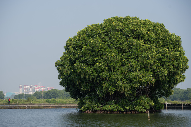 INDONESIA-BEKASI-MANGROVE ECOSYSTEM-CONSERVATION