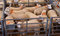 Lack of supply drives sheep market