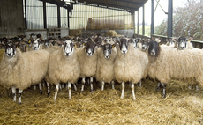 The importance of ewe nutrition in late gestation  