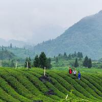 SW China mountainous county brews global matcha success