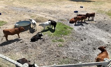 A research study has explored the interaction between drones and livestock when conducting health and welfare assessments.  Photo courtesy DPIRD.