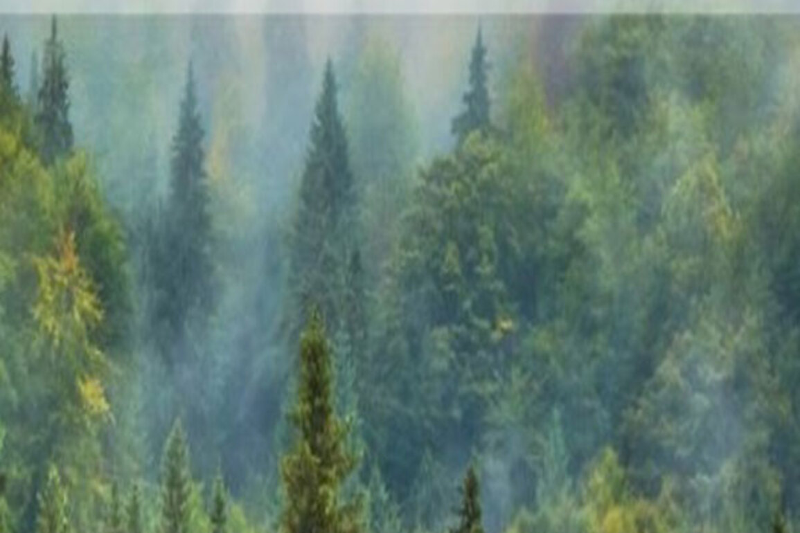 Centre releases new rules for calculating Green Credit for tree plantation, focuses on canopy density