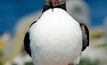 Puffin still puffing, says AED