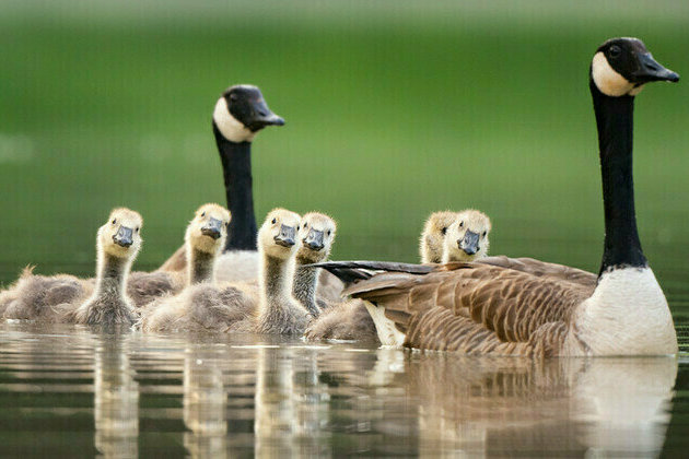 Canadian military issues goose alert