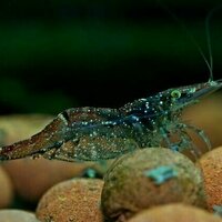 Scientists surprised to discover mayflies and shrimp making their bodies out of ancient gas