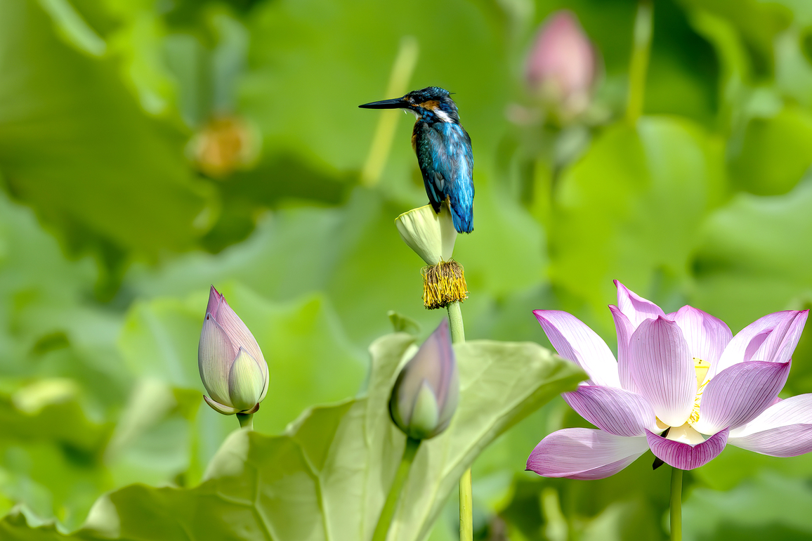 CHINA-FUJIAN-FUZHOU-WETLANDS (CN)