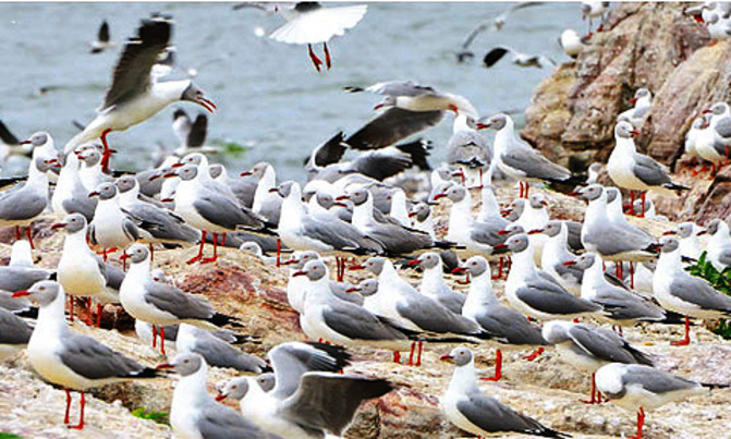 Starved fishermen turning to bird eggs Starved fishermen turning to bird eggs