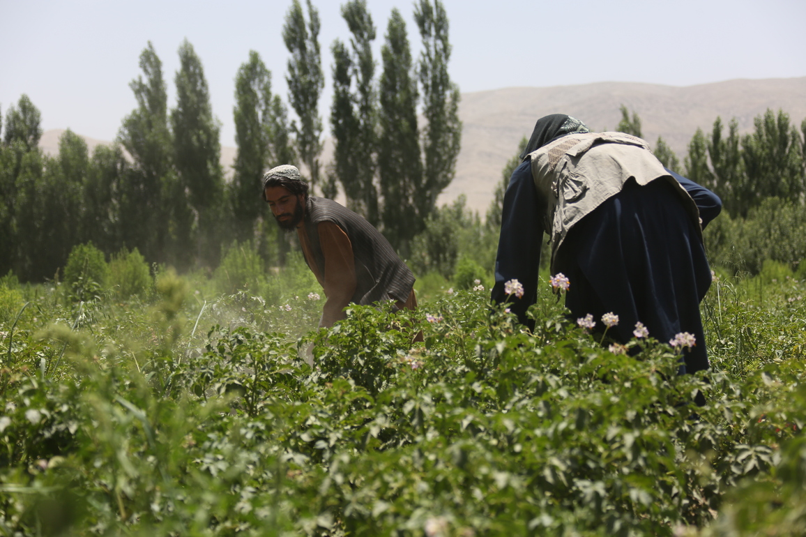 AFGHANISTAN-WARDAK-DRUG CULTIVATION-COMBAT