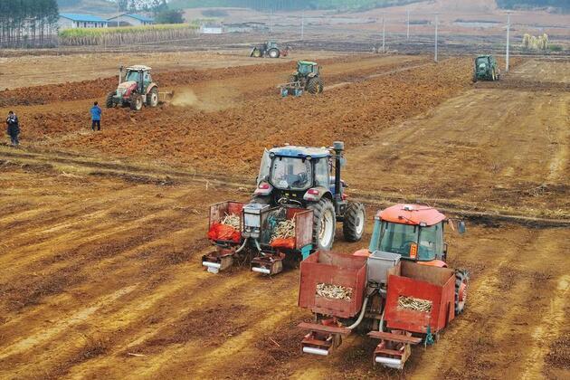 Harvesting sweetness with intelligence in south China