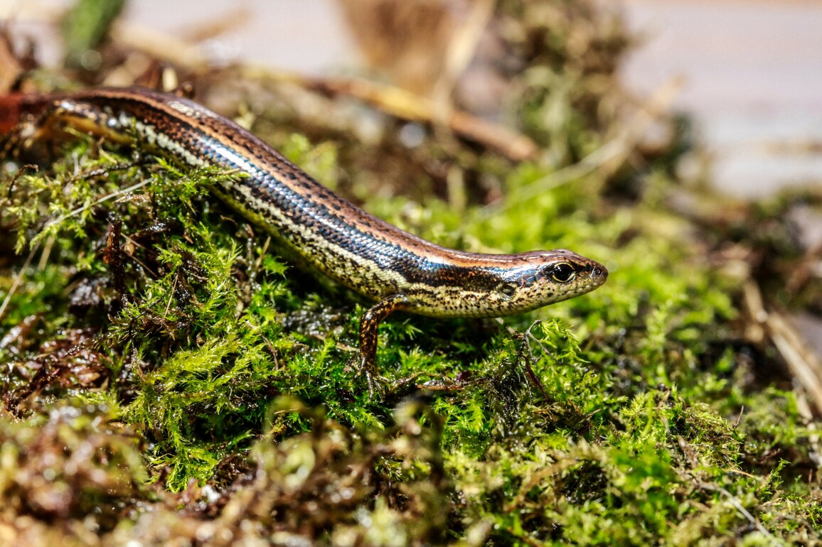 CHINA-TAIWAN-TAIPEI-NEW SPECIES-LIZARD (CN)