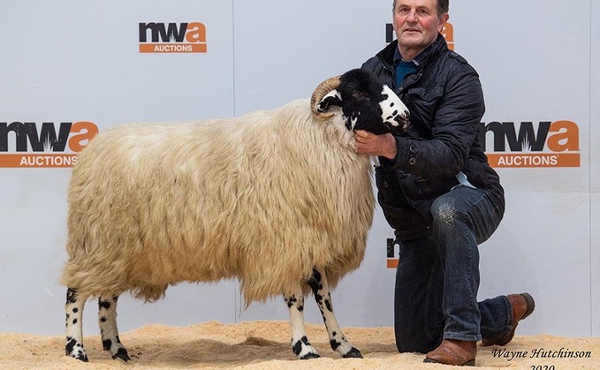New records set at J36 show and sale of in-lamb females and gimmer hoggs