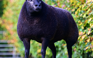  Sales round up: Suffolks sell to 12,500gns,  sheep dogs top at £1,4,500, dairy prices remain strong and Beef Shorthorns peak at 8,000gns