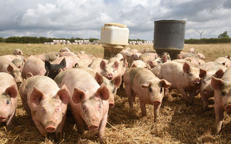 Pig prices continue to hit new highs