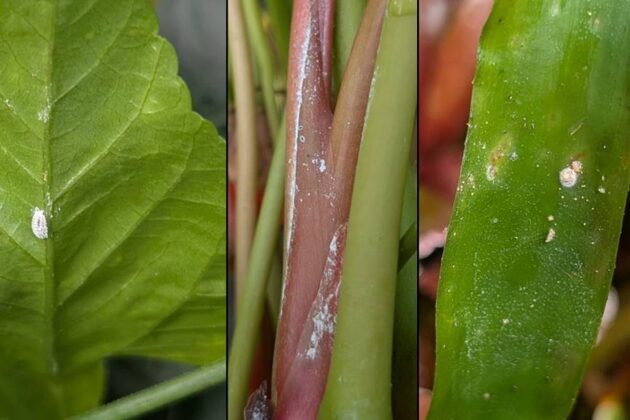 College of Tropical Agriculture and Human Resilience survey aimed at invasive fruit fly management
