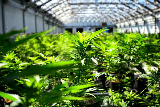 Opinion- Minnesotas cannabis roots run deeper than you might think