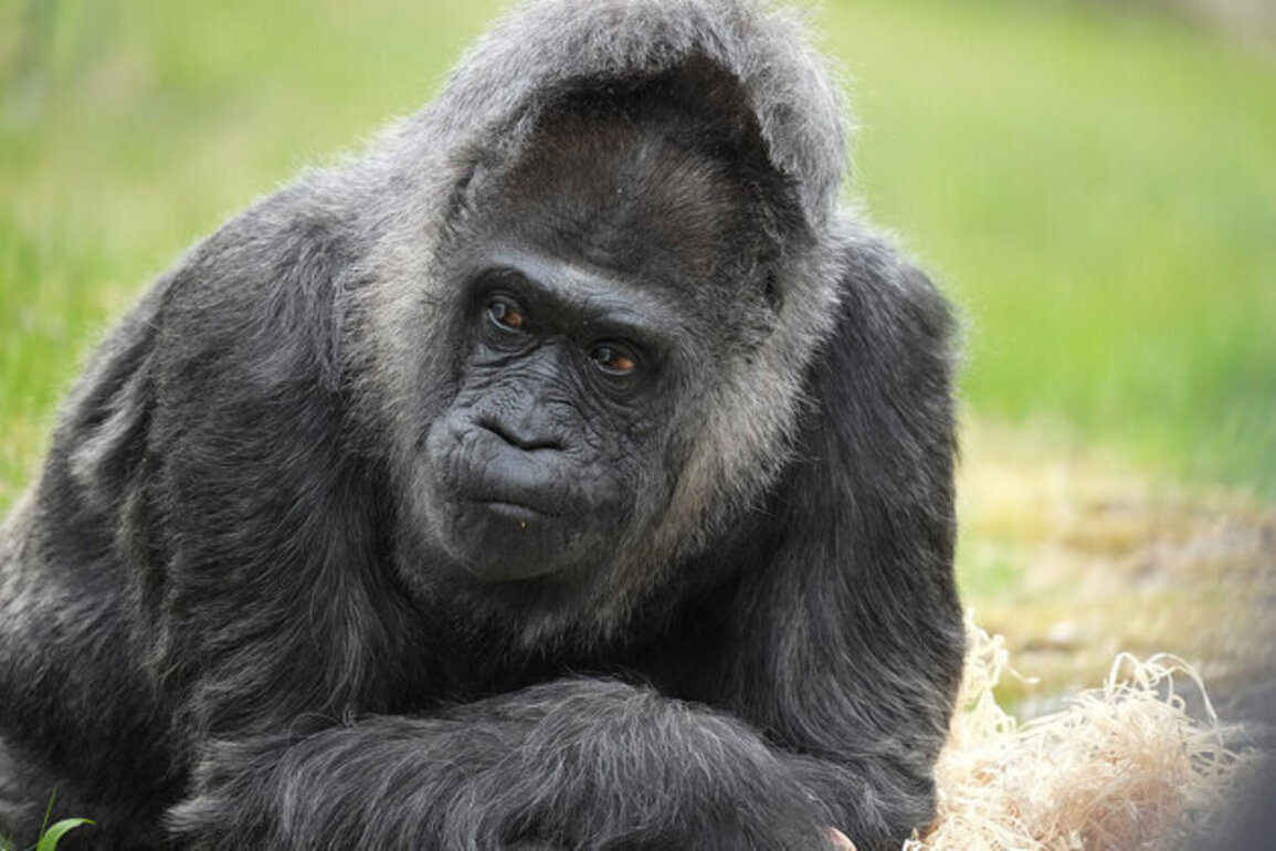 World's oldest gorilla celebrates 69th birthday in Berlin