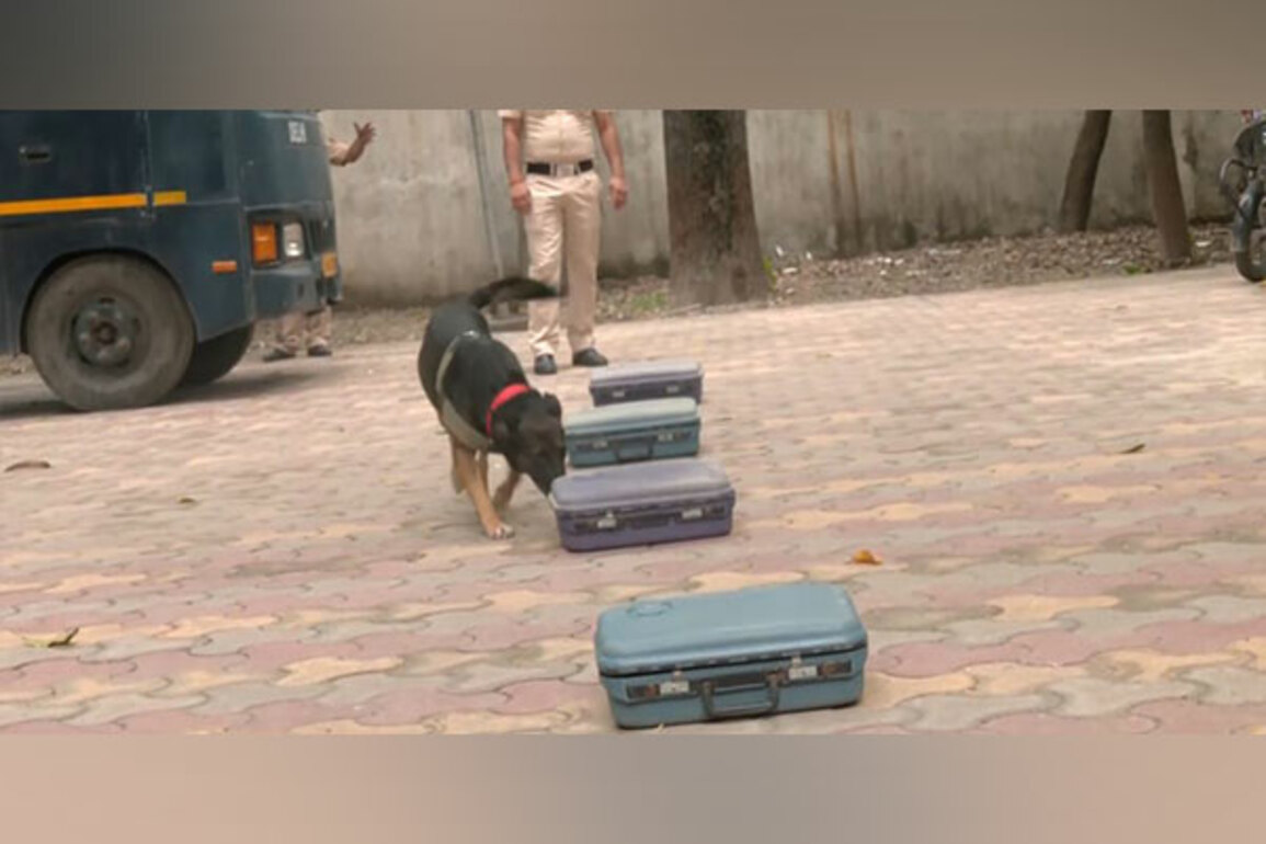 Delhi Police dogs trained not to bark when they find explosives, ahead of Independence Day