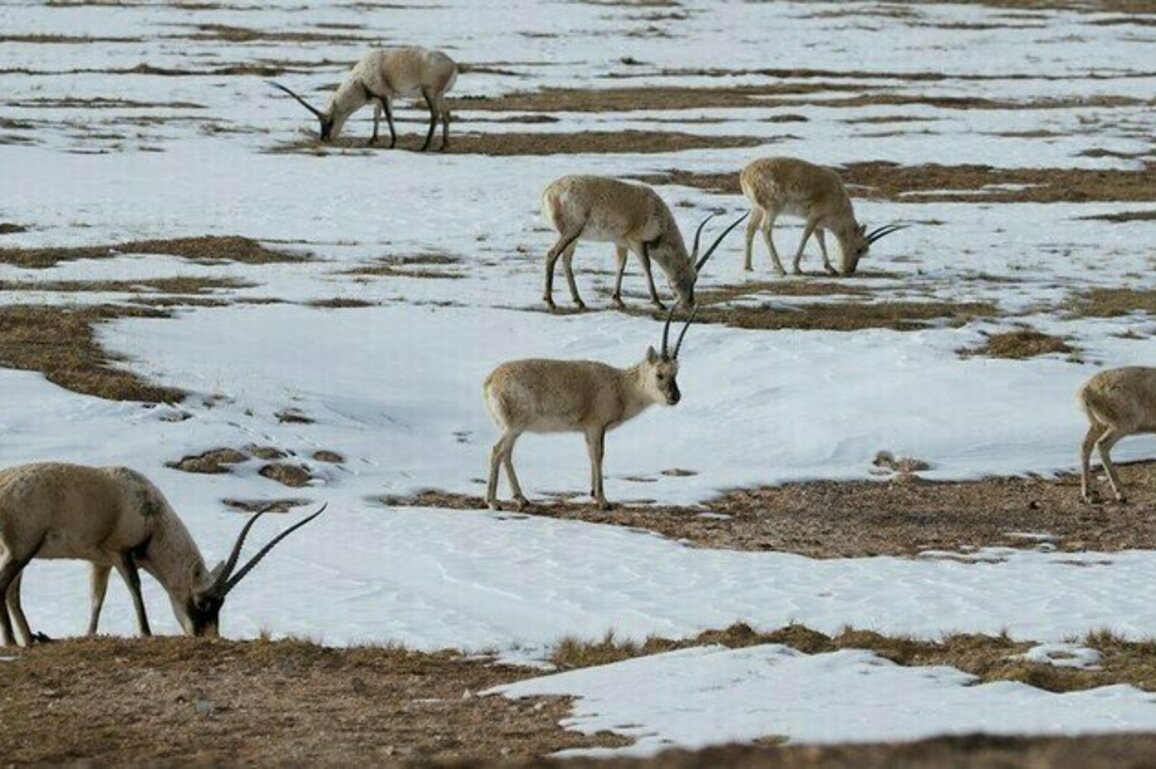 Chinese scientists deploy robotic antelope in Tibet 