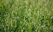Research is under way looking at ways of reducing the oil level of oats.