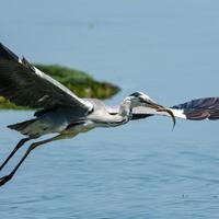 EcoChina | Hengshui Lake, a haven for rare birds in N China's Hebei
