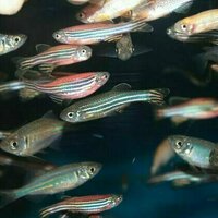 Many fish are social, but pesticides are pushing them apart
