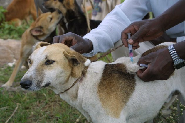Vaccinating domestic dogs reduces rabies in the wild. Why this matters