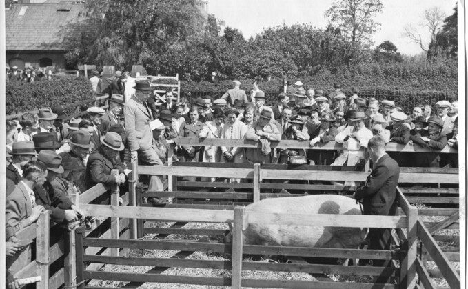 Black and white images show livestock marts in all their former glory
