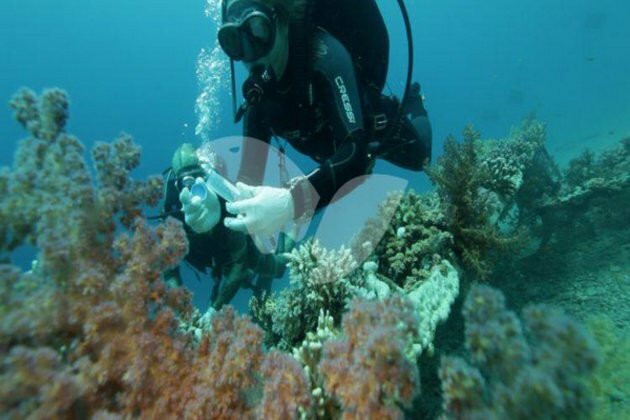 Epidemic endangers coral reefs in Mideast, Eastern Mediterranean