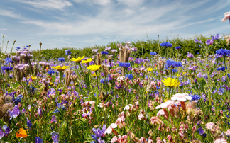 Eight things for farmers to do while waiting for environmental scheme clarity
