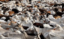 Indian dairy sector continues to develop