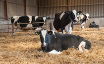 Farmers could do more to fight bTB, says strategy review