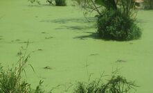 Algae-powered luau