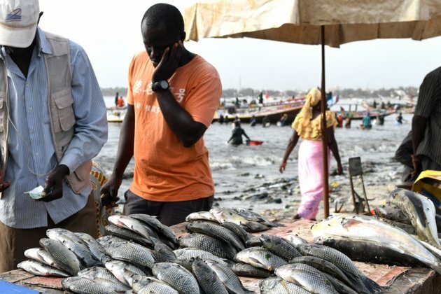 Landmark Lawsuit Filed Against Senegal Fish Meal Factory