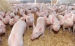 Pork CRC pushing Australian pork producers onto world stage