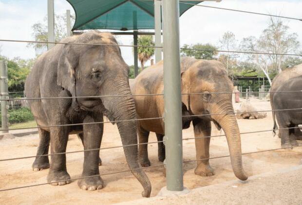 Elephants cannot sue to get out of zoo, Colorado's top court rules