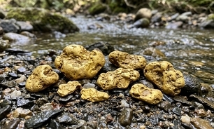Pepitas de ouro