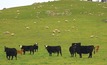 Grazing leases prove attractive