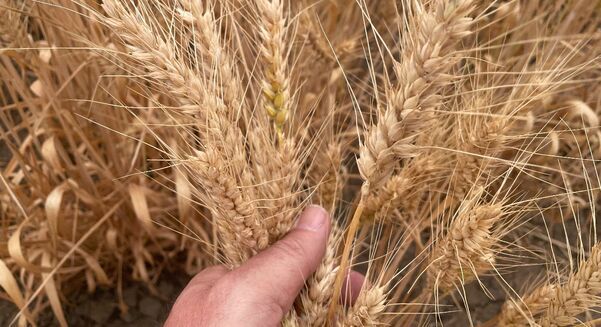 The USDA has released its latest global grain and oilseeds projections.