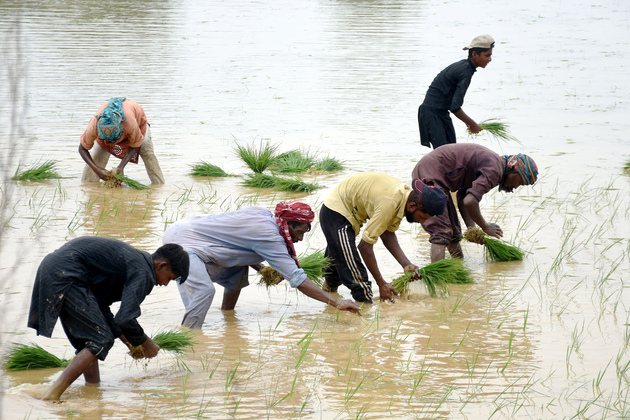 PAKISTAN-LAHORE-RICE PLANTING