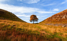 National Trust removes sapling 'of hope' after felling at Sycamore Gap