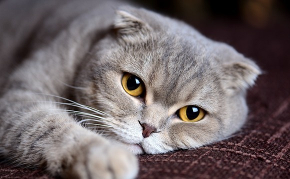 Sofina, CDH wealth platform lead round for China's Petkit