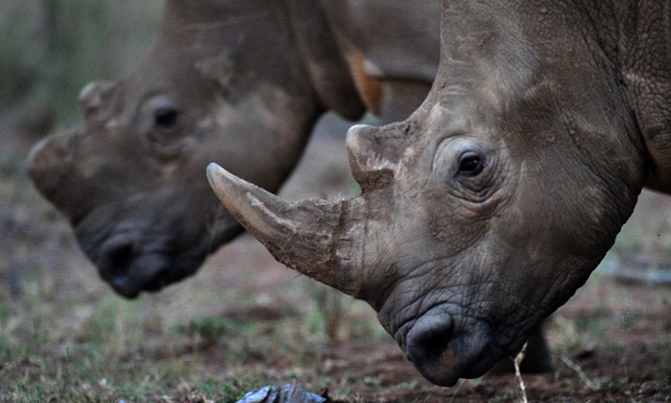 Poaching steals from all of us Poaching steals from all of us
